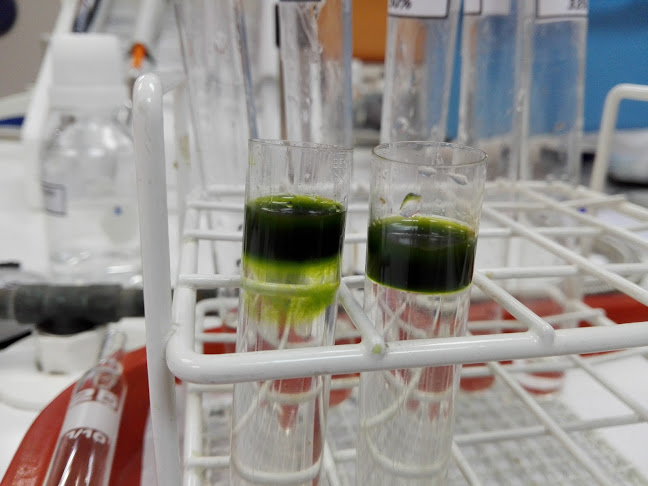 Comentarii opinii despre Pronto sandwich delivery