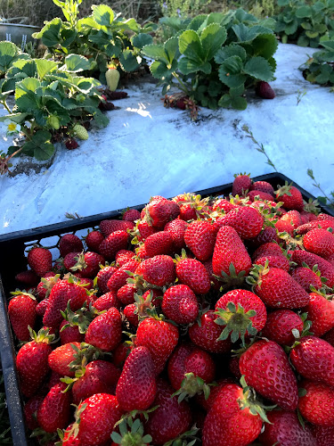 Segregado Santa “ Ana “ Lote C Parcela # 3 El Labrador Renaico Renaico, 4670000 Araucanía