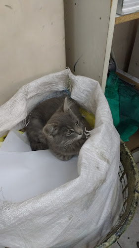 Santa Ester, Tomé, Bío Bío, Chile