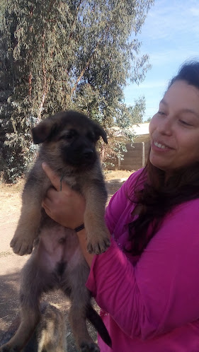 Parcela Los Carrizos s/n El Cardal, San Vicente de Tagua Tagua, O'Higgins