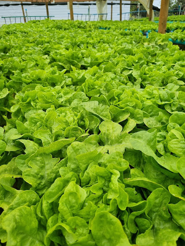 paraíso verde buena paz - Gastronomía y hostelería