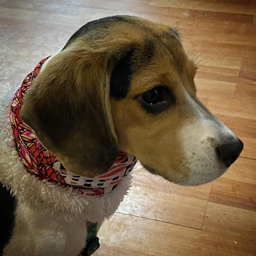 KFE dog friendly coffeeshop - Gastronomía y hostelería