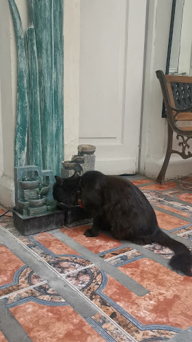 Comentarii opinii despre Tetería Cleopatra Chile