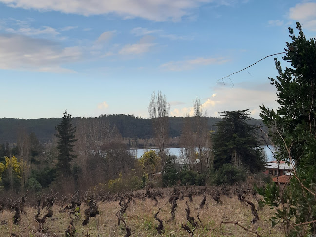 Opinii despre Viña Doña Luisa Millapoa în Nacimiento - Gastronomía y hostelería