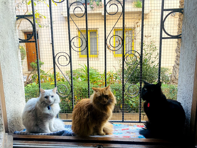 Comentarii opinii despre Tetería Cleopatra Chile