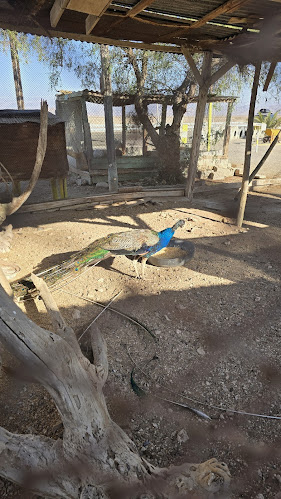 Opinii despre Desierto Florido Atacama în Copiapó - Gastronomía y hostelería