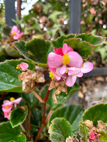 Da Vittorio - San Bernardo