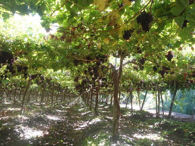 Agricola Los Carrizos