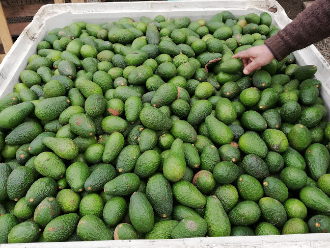 PINOSPALT - San Vicente de Tagua Tagua