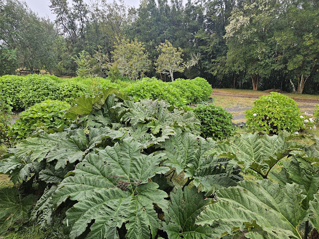 Opinii despre Tío Pollo în Puerto Montt - Gastronomía y hostelería