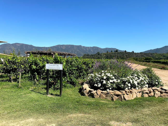 Comentarii opinii despre Viña Montes Alpha