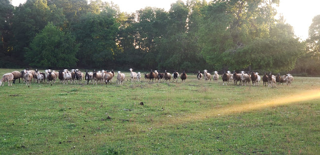 Dorper Ercilla, Corderos Premium - Gastronomía y hostelería