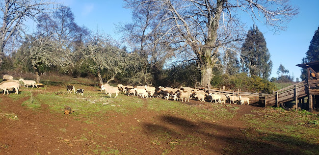 Dorper Ercilla, Corderos Premium