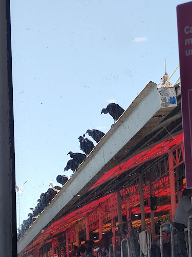 Feria Fluvial de Valdivia - Valdivia