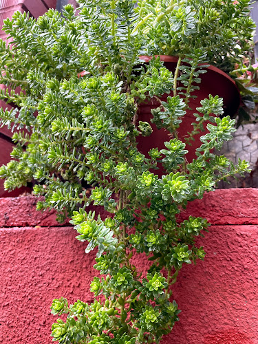 Comentarii opinii despre Da Vittorio