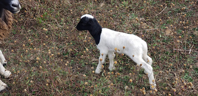 Dorper Ercilla, Corderos Premium - Ercilla