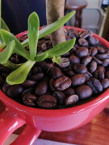 Bird Cafe - Concepción