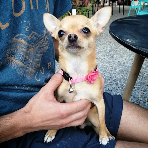 KFE dog friendly coffeeshop Open Times