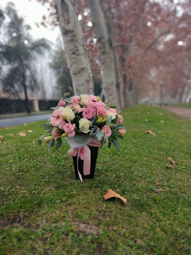 Distribuidora Valleflor