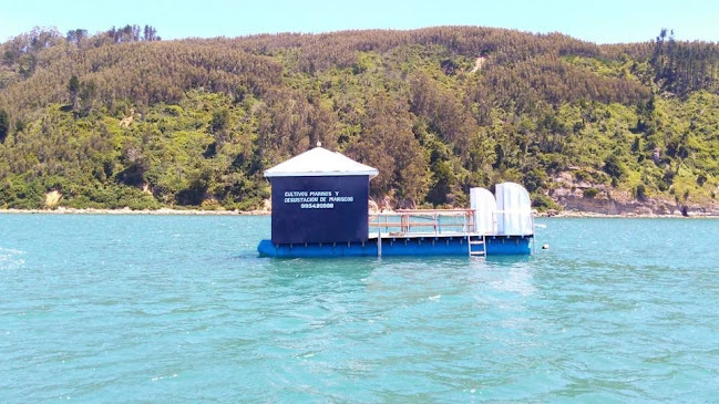 Comentarii opinii despre Balsa Turística Llico Paraíso