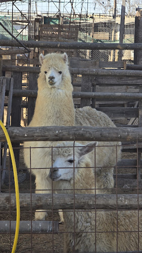 Desierto Florido Atacama - Copiapó