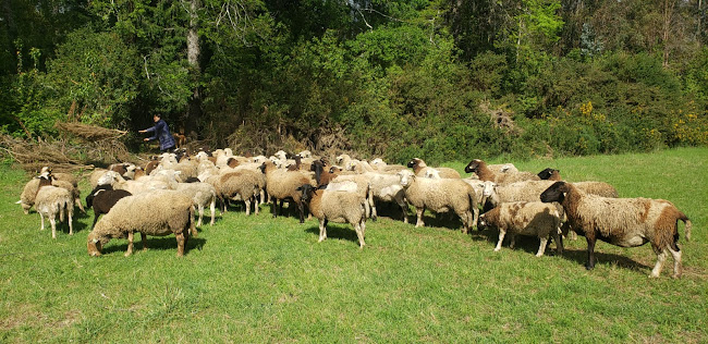 Reviews of Dorper Ercilla, Corderos Premium in Ercilla - Gastronomía y hostelería