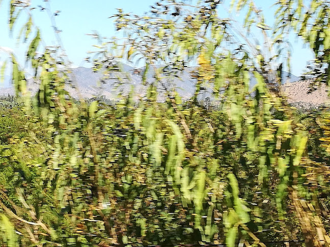 Agricola Cuncumen - San Antonio