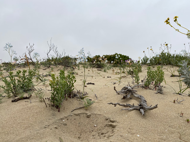 Desierto Florido Atacama - Copiapó
