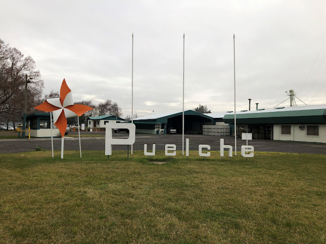 Grupo Puelche