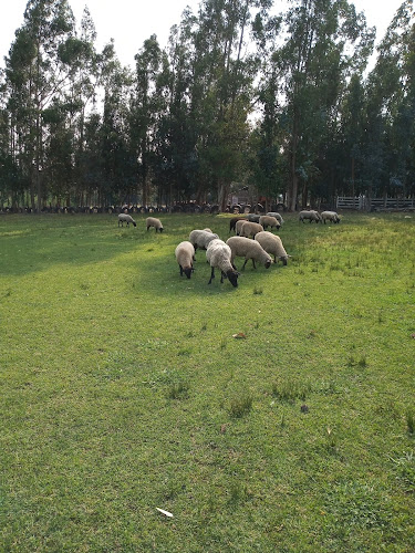 El Granero SpA - Chillán Viejo