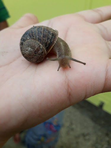 Comentarii opinii despre artepizza copiapo