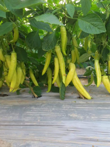 Km 31 Parcela 9, 1000000, Arica y Parinacota