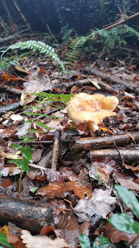 Comentarii opinii despre Empanadas y kuchen Elizabeth