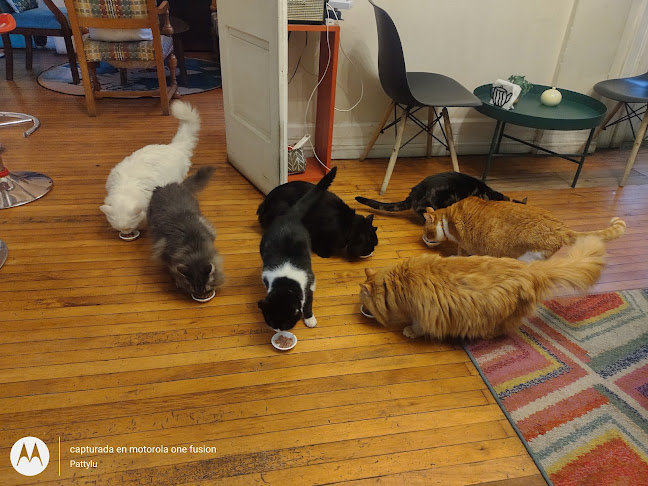 Tetería Cleopatra Chile - Gastronomía y hostelería