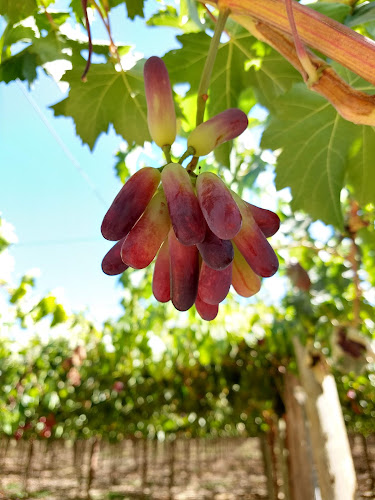 Agricola Tolentino - Gastronomía y hostelería