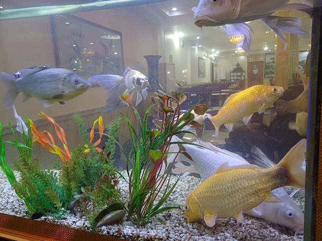 Comentarii opinii despre Zhongyi