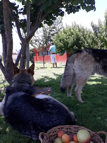 Opinii despre Parcela El Condor în Quillota - Gastronomía y hostelería