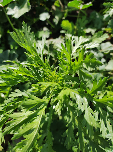 Comentarii opinii despre Viaggio pizza napoletana